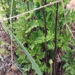 Cheilanthes sieberi (Rock Fern) at Lyneham, ACT - 21 Oct 2020 by trevorpreston