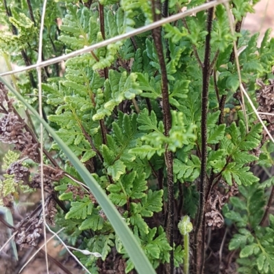 Cheilanthes sieberi (Rock Fern) at Lyneham, ACT - 21 Oct 2020 by trevorpreston