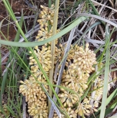 Lomandra multiflora (Many-flowered Matrush) at Crace Grasslands - 21 Oct 2020 by tpreston
