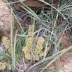 Lomandra multiflora at Lyneham, ACT - 21 Oct 2020 03:37 PM