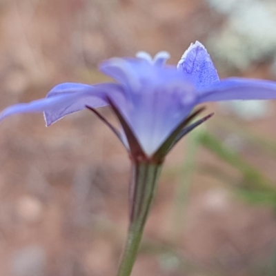 Wahlenbergia stricta subsp. stricta (Tall Bluebell) at Lyneham, ACT - 21 Oct 2020 by trevorpreston