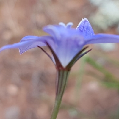 Wahlenbergia stricta subsp. stricta (Tall Bluebell) at Crace Grasslands - 21 Oct 2020 by tpreston