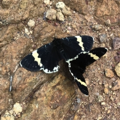 Eutrichopidia latinus (Yellow-banded Day-moth) at Hackett, ACT - 18 Oct 2020 by vardmi