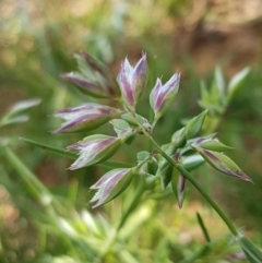 Rytidosperma carphoides (Short Wallaby Grass) at Crace Grasslands - 21 Oct 2020 by tpreston