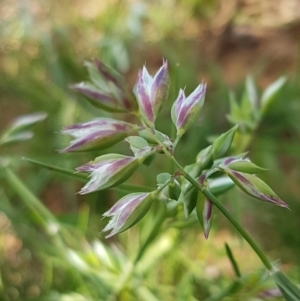 Rytidosperma carphoides at Lyneham, ACT - 21 Oct 2020