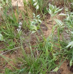 Rytidosperma carphoides at Lyneham, ACT - 21 Oct 2020