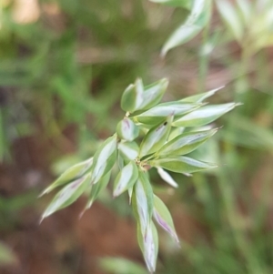 Rytidosperma carphoides at Lyneham, ACT - 21 Oct 2020