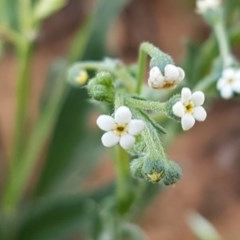 Hackelia suaveolens (Sweet Hounds Tongue) at Lyneham, ACT - 21 Oct 2020 by trevorpreston