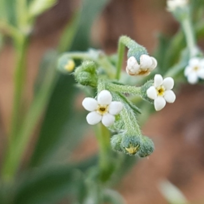 Hackelia suaveolens (Sweet Hounds Tongue) at Lyneham, ACT - 21 Oct 2020 by trevorpreston