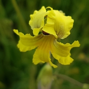 Goodenia paradoxa at Lyneham, ACT - 21 Oct 2020