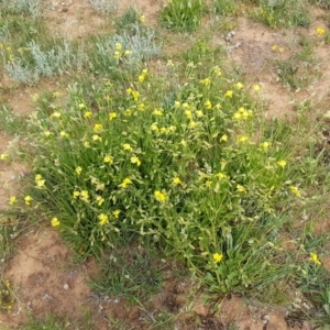 Goodenia paradoxa at Lyneham, ACT - 21 Oct 2020