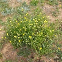 Velleia paradoxa at Lyneham, ACT - 21 Oct 2020