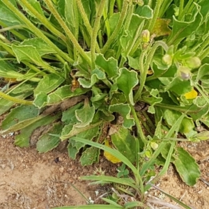 Goodenia paradoxa at Lyneham, ACT - 21 Oct 2020