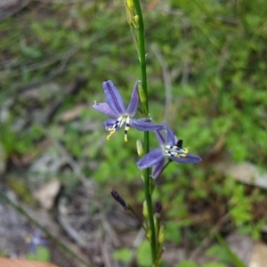 Caesia parviflora var. vittata at Bawley Point, NSW - 21 Oct 2020