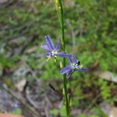Unidentified Lily & Iris (TBC) at Bawley Point, NSW - 21 Oct 2020 by GLemann