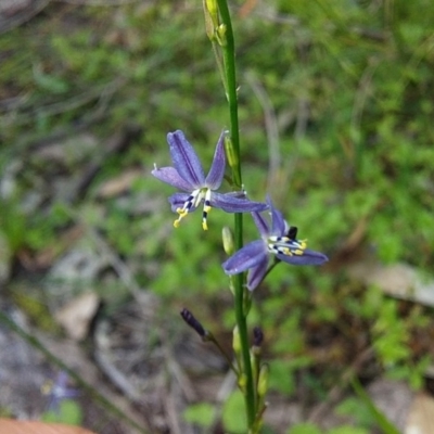Caesia parviflora var. vittata (Pale Grass-lily) at Meroo National Park - 21 Oct 2020 by GLemann
