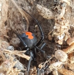 Latrodectus hasselti (Redback Spider) at Lyneham, ACT - 21 Oct 2020 by trevorpreston