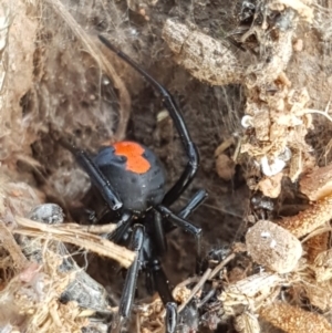 Latrodectus hasselti at Lyneham, ACT - 21 Oct 2020 03:51 PM