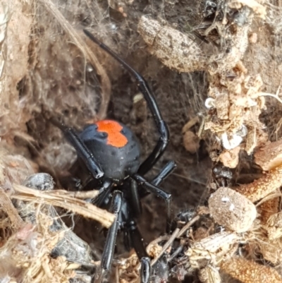 Latrodectus hasselti (Redback Spider) at Crace Grasslands - 21 Oct 2020 by tpreston
