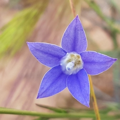 Wahlenbergia luteola (Yellowish Bluebell) at Crace Grasslands - 21 Oct 2020 by tpreston