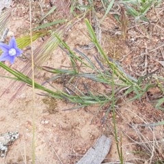 Wahlenbergia luteola at Lyneham, ACT - 21 Oct 2020 03:55 PM