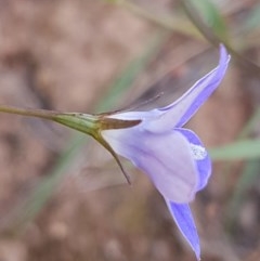 Wahlenbergia luteola at Lyneham, ACT - 21 Oct 2020 03:55 PM