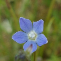 Wahlenbergia sp. (Bluebell) at Lyneham, ACT - 21 Oct 2020 by tpreston