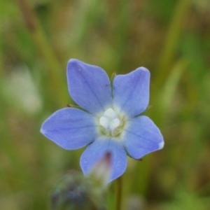 Wahlenbergia sp. at Lyneham, ACT - 21 Oct 2020