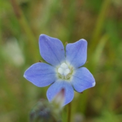 Wahlenbergia sp. (Bluebell) at Lyneham, ACT - 21 Oct 2020 by trevorpreston