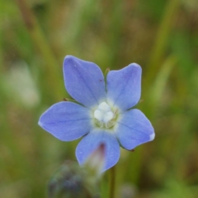 Wahlenbergia sp. (Bluebell) at Lyneham, ACT - 21 Oct 2020 by tpreston
