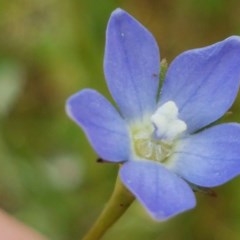 Wahlenbergia sp. at Lyneham, ACT - 21 Oct 2020