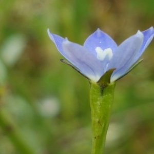 Wahlenbergia sp. at Lyneham, ACT - 21 Oct 2020