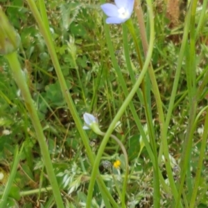 Wahlenbergia sp. at Lyneham, ACT - 21 Oct 2020