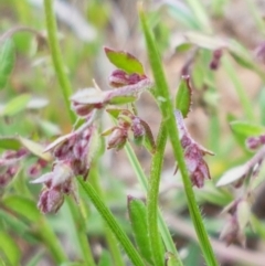 Gonocarpus tetragynus (Common Raspwort) at Lyneham, ACT - 21 Oct 2020 by trevorpreston