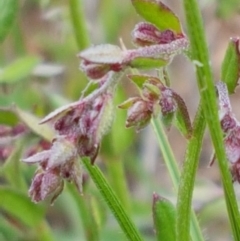 Gonocarpus tetragynus at Lyneham, ACT - 21 Oct 2020