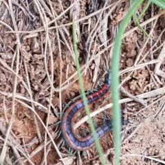 Scolopendra laeta (Giant Centipede) at Crace Grasslands - 21 Oct 2020 by tpreston