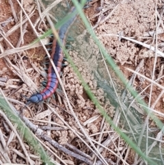 Scolopendra laeta at Lyneham, ACT - 21 Oct 2020 04:04 PM