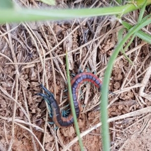 Scolopendra laeta at Lyneham, ACT - 21 Oct 2020 04:04 PM