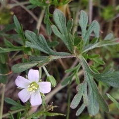 Geranium solanderi var. solanderi (Native Geranium) at Lyneham, ACT - 21 Oct 2020 by trevorpreston