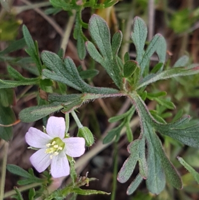 Geranium solanderi var. solanderi (Native Geranium) at Lyneham, ACT - 21 Oct 2020 by trevorpreston