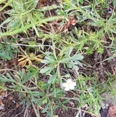 Geranium solanderi var. solanderi at Lyneham, ACT - 21 Oct 2020