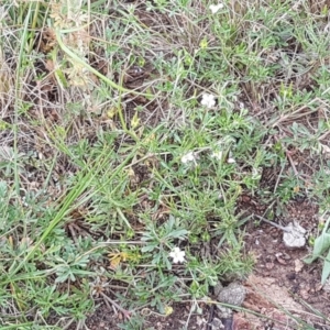 Geranium solanderi var. solanderi at Lyneham, ACT - 21 Oct 2020