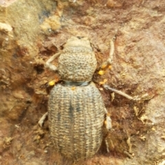 Cubicorhynchus sp. (genus) (Ground weevil) at Crace Grasslands - 21 Oct 2020 by tpreston