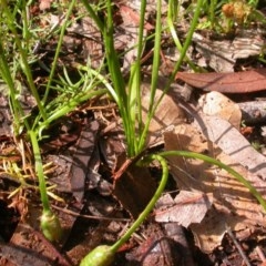 Romulea rosea var. australis (Onion Grass) at Hackett, ACT - 17 Oct 2020 by waltraud