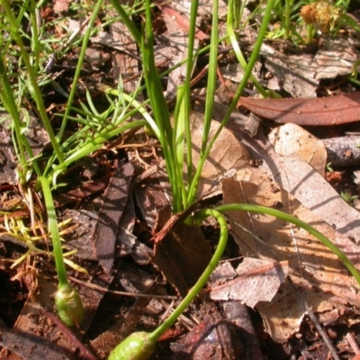 Romulea rosea var. australis (Onion Grass) at Hackett, ACT - 17 Oct 2020 by waltraud