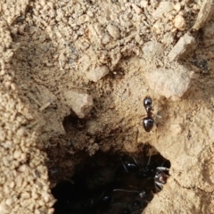 Formicidae (family) (Unidentified ant) at Lyneham, ACT - 21 Oct 2020 by trevorpreston