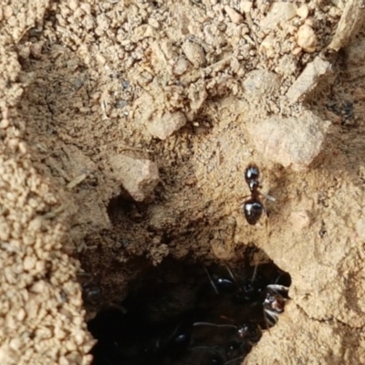 Formicidae (family) (Unidentified ant) at Crace Grasslands - 21 Oct 2020 by tpreston