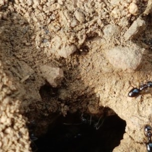 Formicidae (family) at Lyneham, ACT - 21 Oct 2020