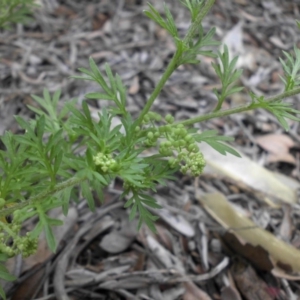 Lepidium didymum at Campbell, ACT - 21 Oct 2020