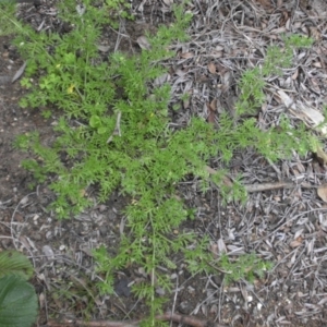 Lepidium didymum at Campbell, ACT - 21 Oct 2020